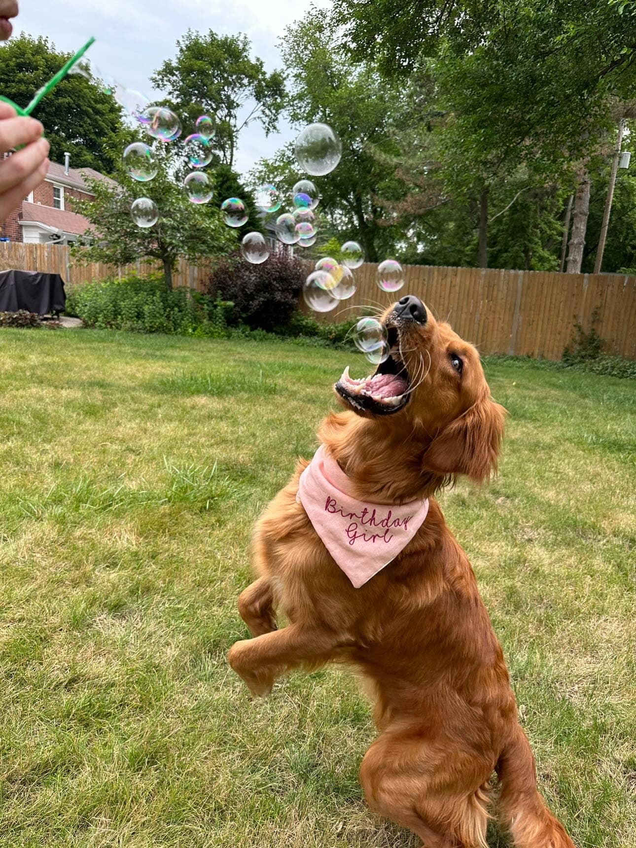 BubbleLick™ Pets Maple Bacon Bubbles