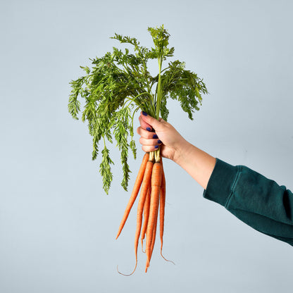 Garden Seed Pop (Single): Carrot Bunch
