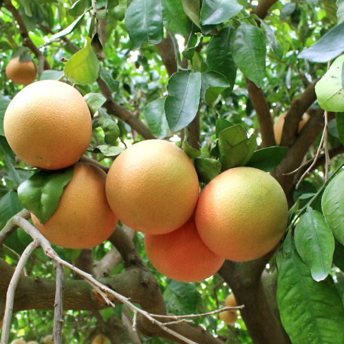 Bergamot Grapefruit Solid Shampoo Bar