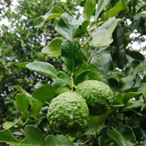 Bergamot Grapefruit Solid Conditioner Bar