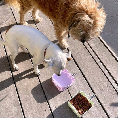 Foldable Pet Food and Water Bowl